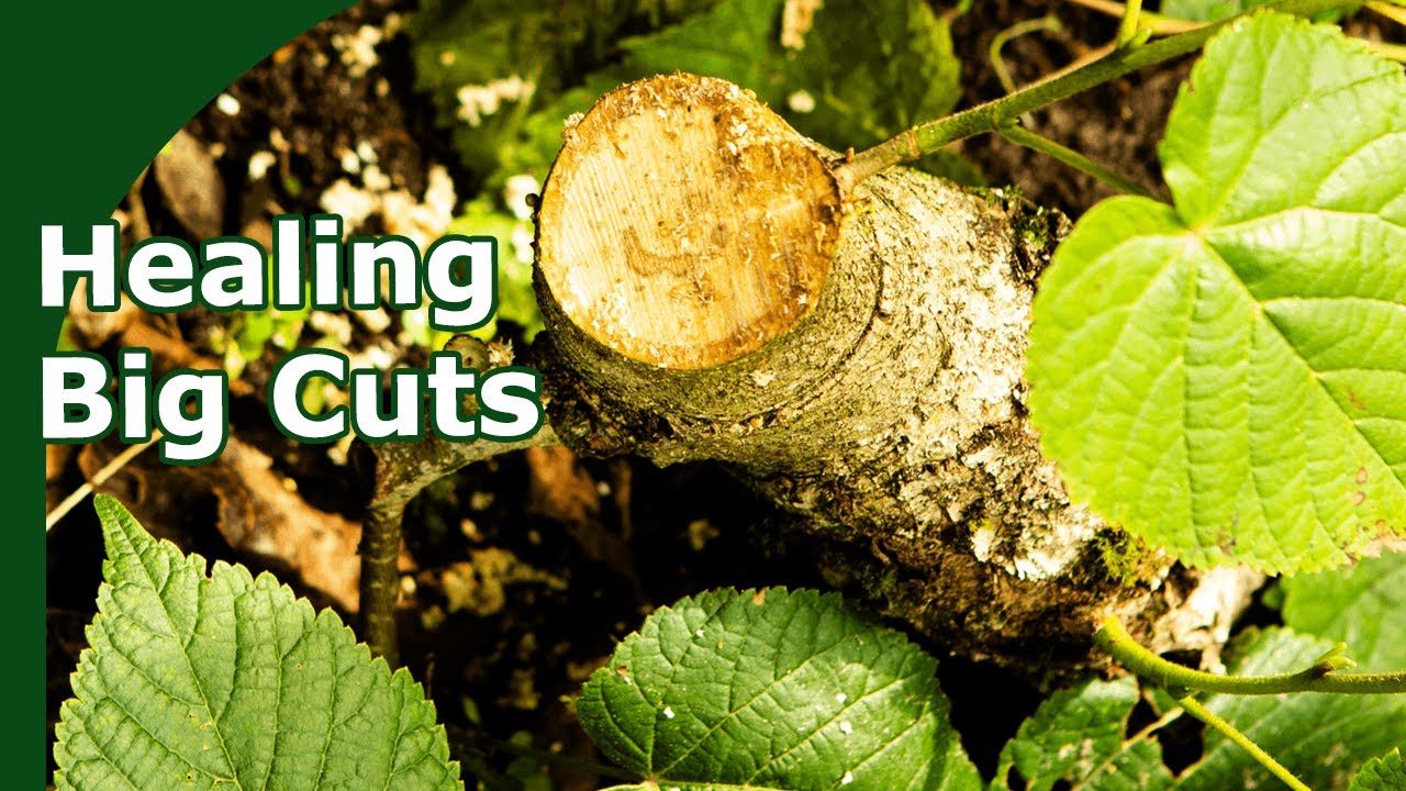 Healing Bonsai Trunk Cuts (How to grow Big Bonsai Trunks)