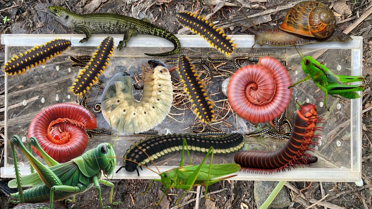 Hunting millipedes‼️catch crab, garden millipede, centipede, beetle larvae, baby lizard, grasshopper