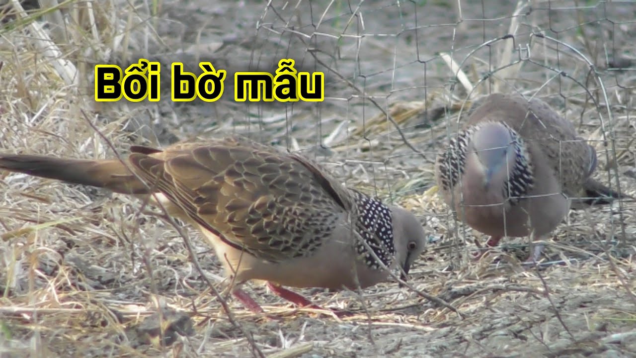 Bổi bờ mẫu - Duy Trà Vinh 