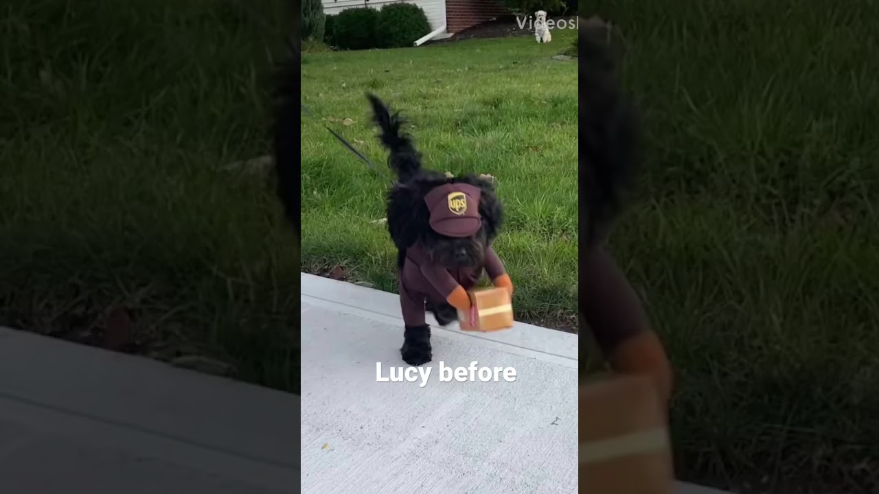 Ups dog #cute #dog #puppy #shorts
