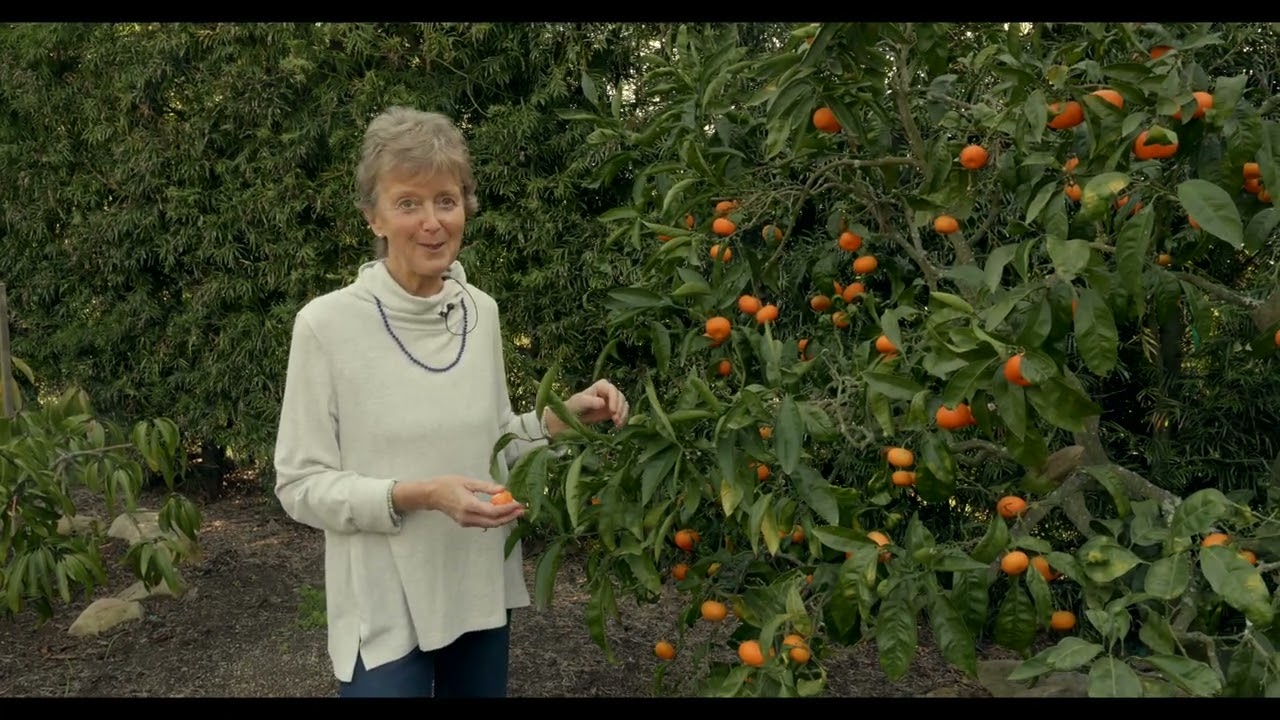 Sunday Soulful Stories: The Wisdom of a Tangerine Tree 🍊 | Magic Garden Reflections
