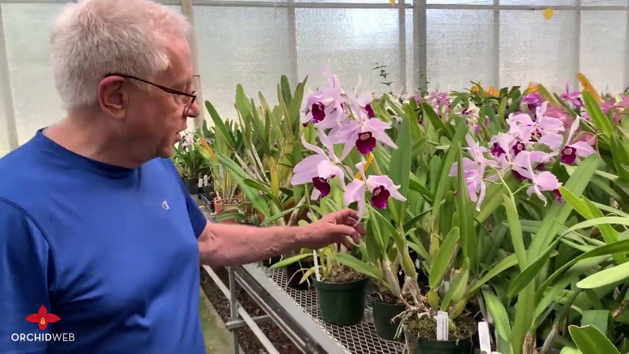 OrchidWeb - Blooming Laelia purpurata (Late May 2020)