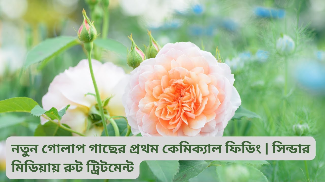 First Chemical Feeding for New Rose Plant 🌹 | নতুন গোলাপ গাছের রুট ট্রিটমেন্ট  #rose #plants #yt