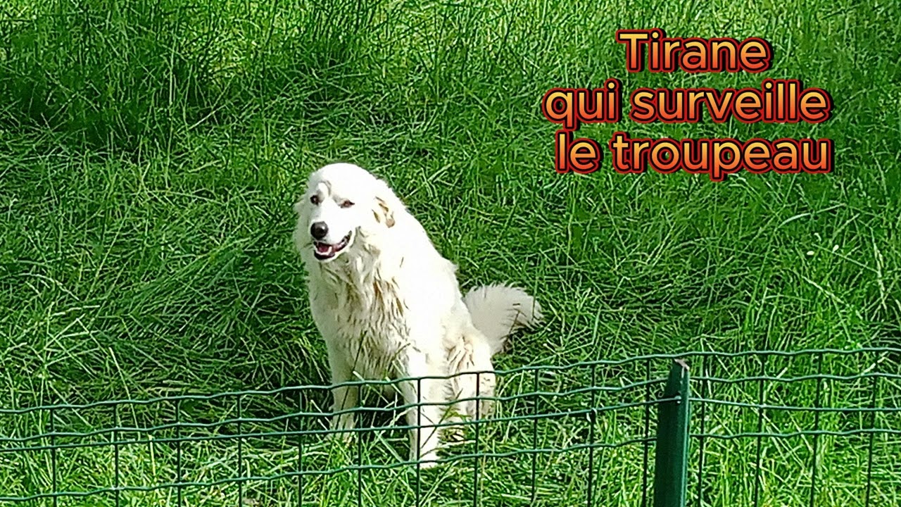 PETITS AGNEAUX ET LEURS MAMANS..... .C'EST REPOSANT
