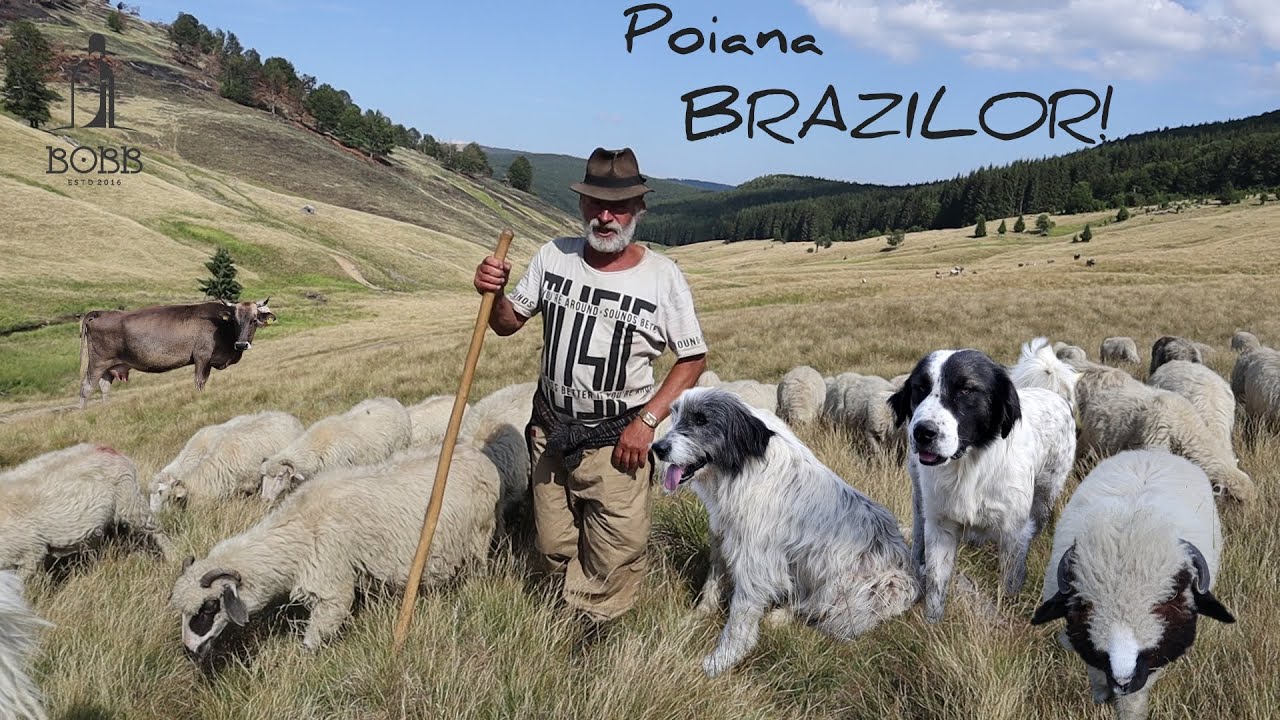Stâna din POIANA BRAZILOR a lui Batin din satul Giulești | Întâmplări cu LUPI și URȘI 2022