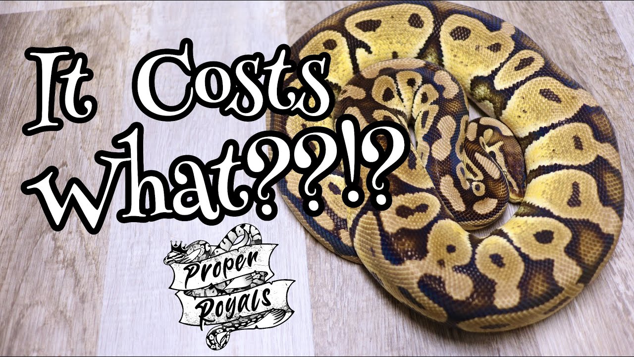 Ball Python Feeding Costs - Live or Frozen Rats?  Should I breed my own??
