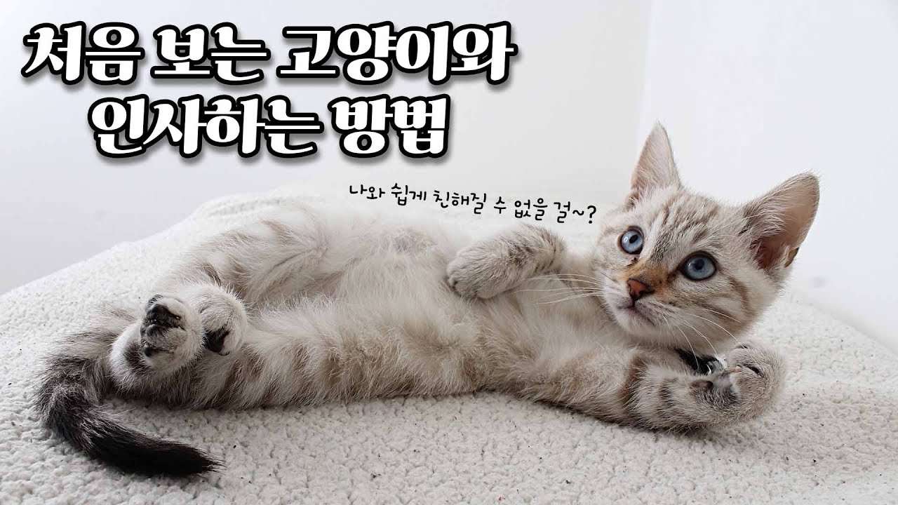 처음만난 고양이와 인사하는 방법. 고양이와 인사하는 방법. 고양이 눈키스.