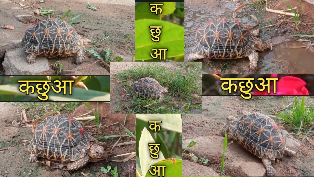 कछुआ🐢//tortoise//#newvideo //#कछुआ //#tortoise //#video... 