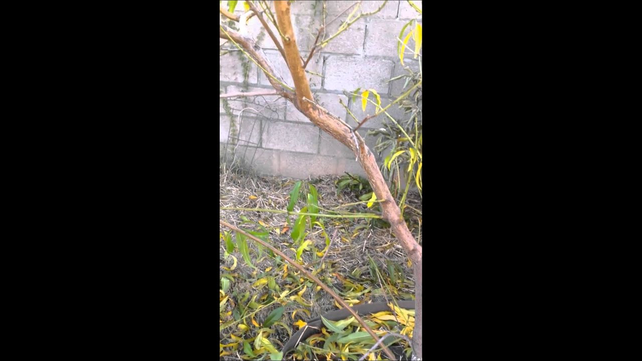 Pruning our desert gold peach tree