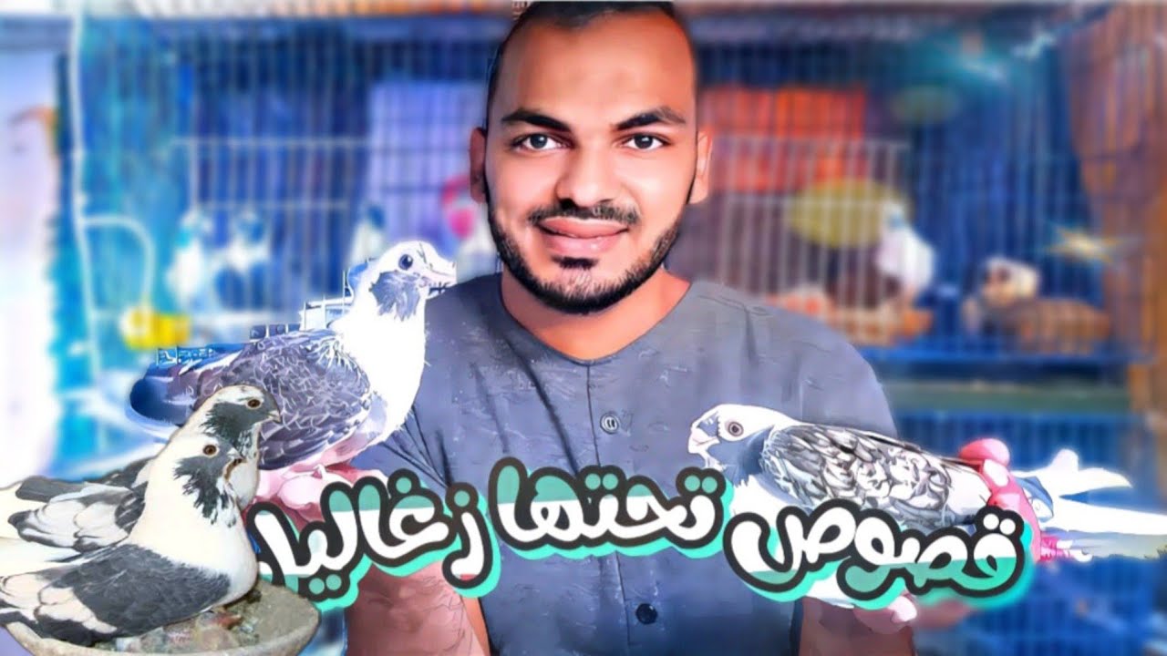 عشة للتصفية كلها بلق ومساويد تحتهم زغاليل، وبلق بنفسجيات بالزنة📳