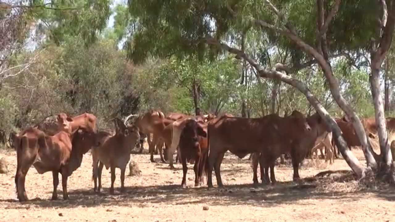 Weaner Education - A Training video for your staff  - Part 1 Weaner Management Overview