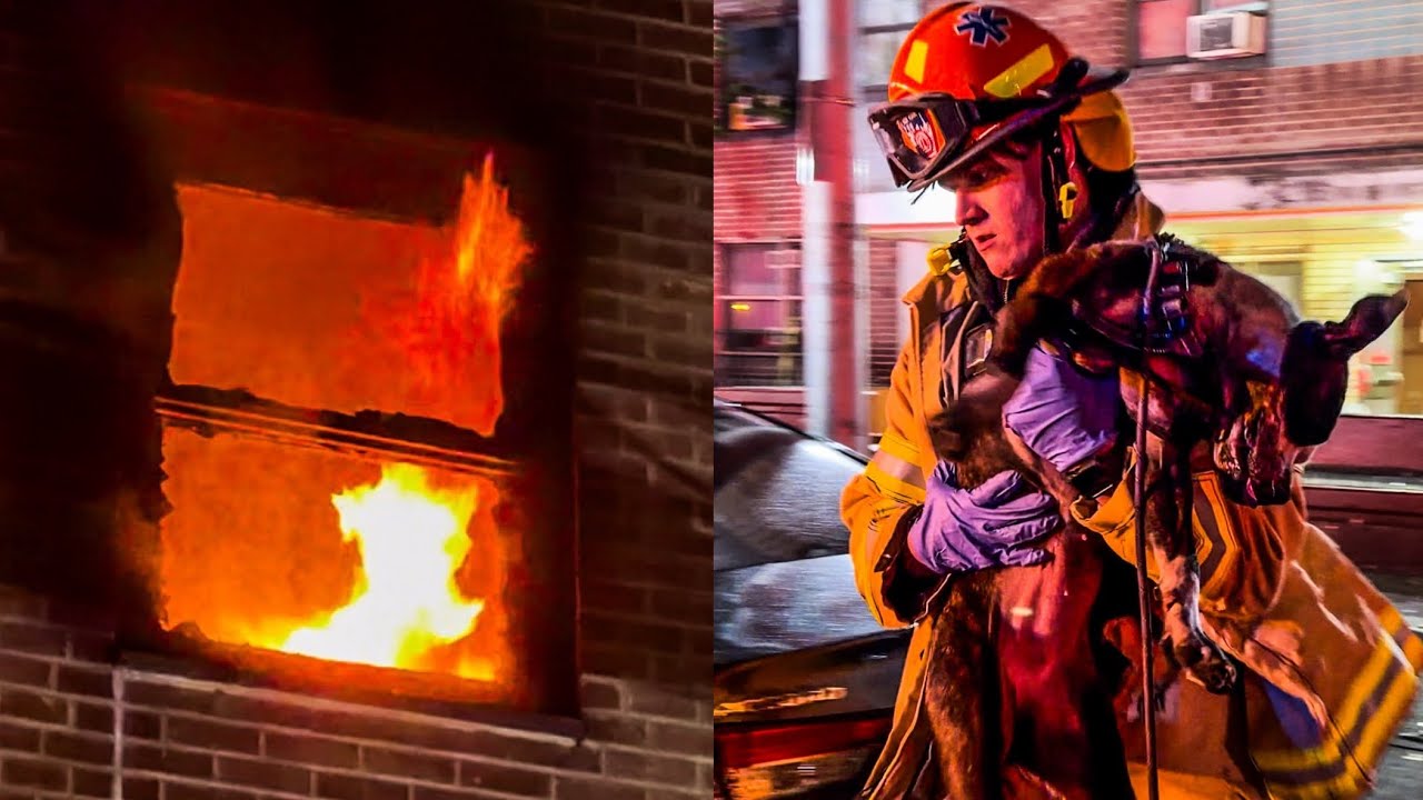 **FDNY RESCUES 2 PUPPIES in BLAZING Hi-Rise FIRE** Fire Out the Window on 6th Floor [BX Box 2590]