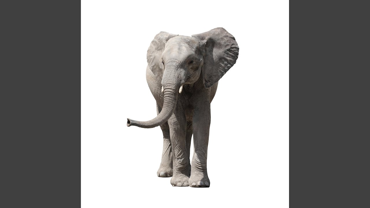 les éléphants
