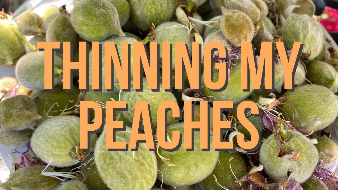 Thinning my peach tree