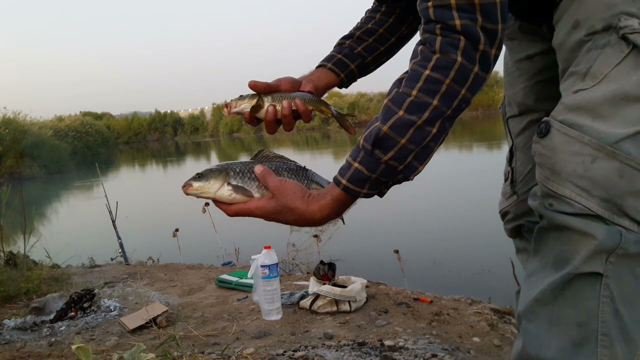 Pullu Sazan ve İsrail Sazanı arasındaki fark/Difference between Scale Carp and Israeli Carp