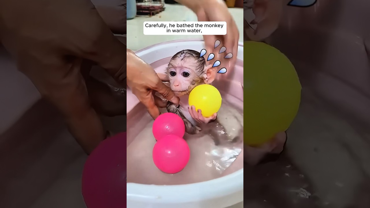 A man rescued a monkey on a rainy day and then adopted it  #shorts