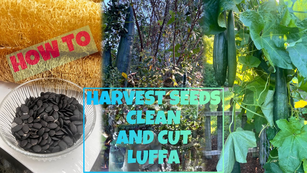 LUFFA: How to Harvest Seeds, Clean and Cut
