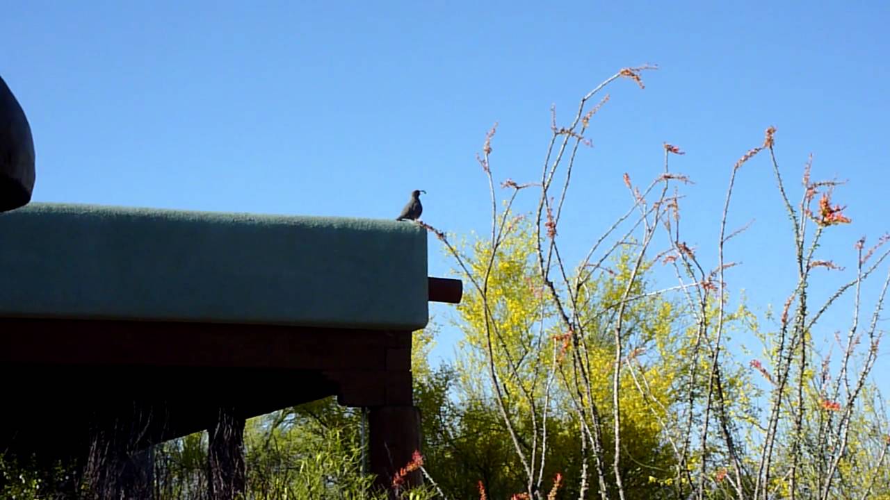 Gambles quail mating call