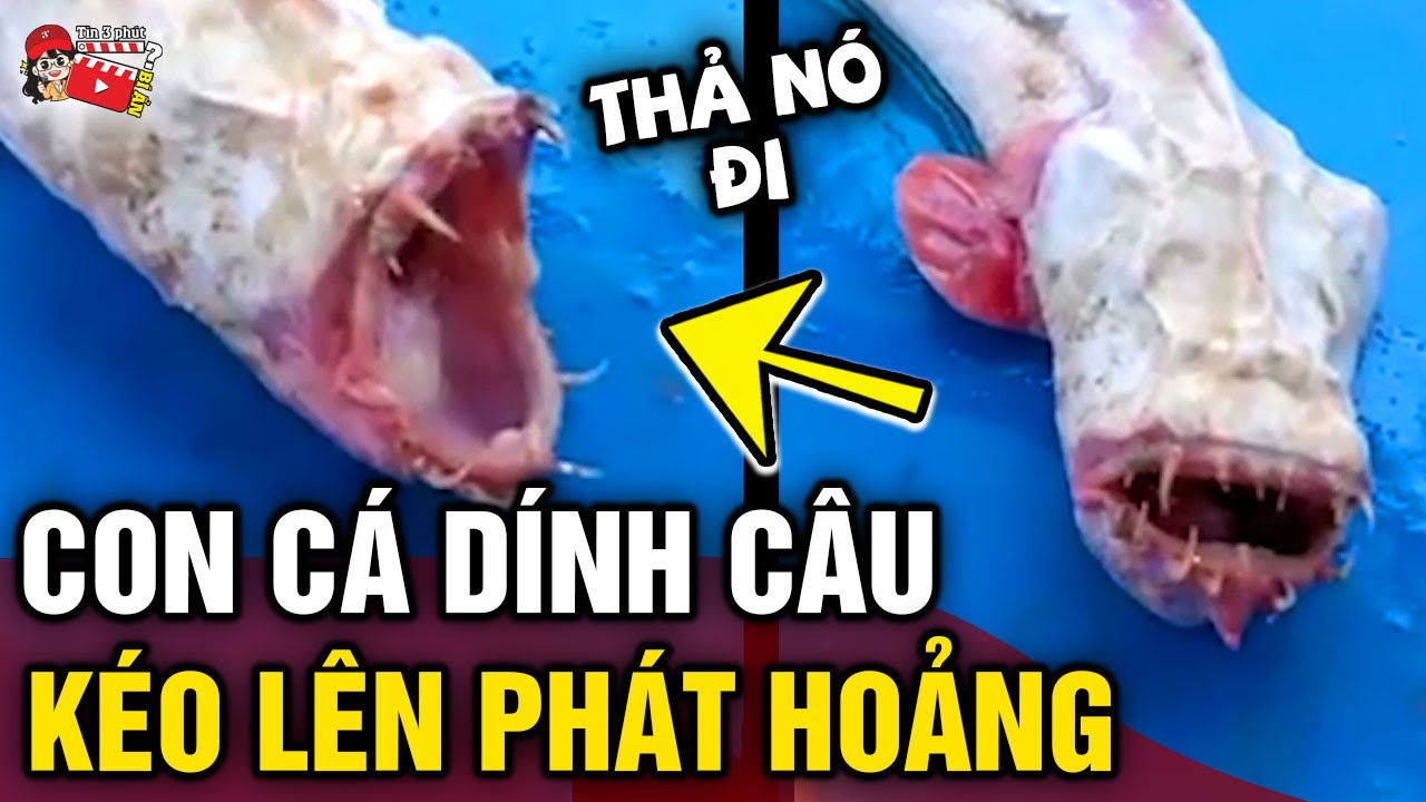 Thấy cá 'DÍNH CÂU', người đàn ông vội kéo lên thì 'PHÁT HOẢNG' khi thấy 'CON QUÁI VẬT' | Tin 3 Phút