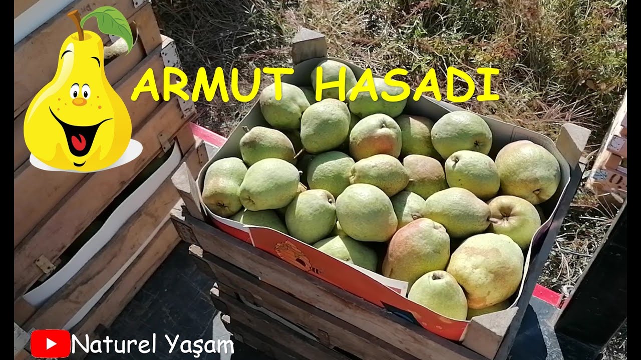 Armut Hasadı