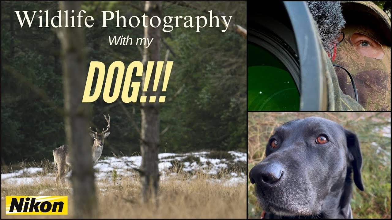 Wildlife Photography with MY DOG ! ! ! Denmark 2024