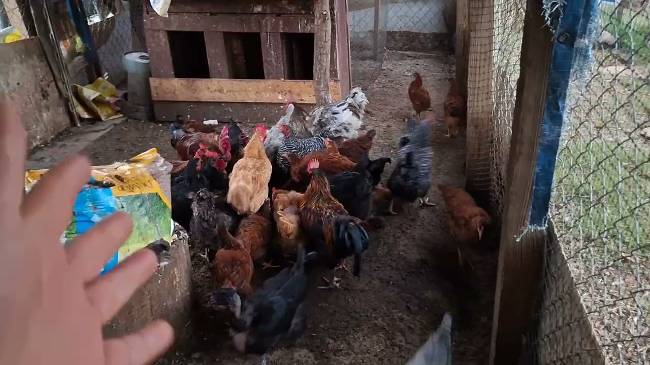 Una forma de cómo dar agua a tus Aves🐔🐔🐓🐓, si tu no tienes bebederos, @JRGVIDAANIMAL1996 