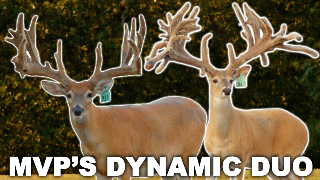 MVPs of the Deer Industry! | Deer & Wildlife Stories