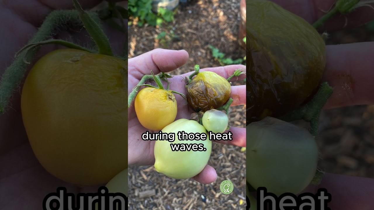 Don't Let Your Plants Die During a HEATWAVE