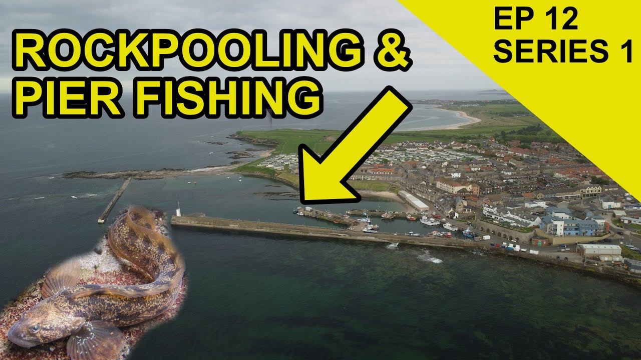 Surprise Fish Capture When Rockpooling in Seahouses: Species Hunt  (EPISODE 12)