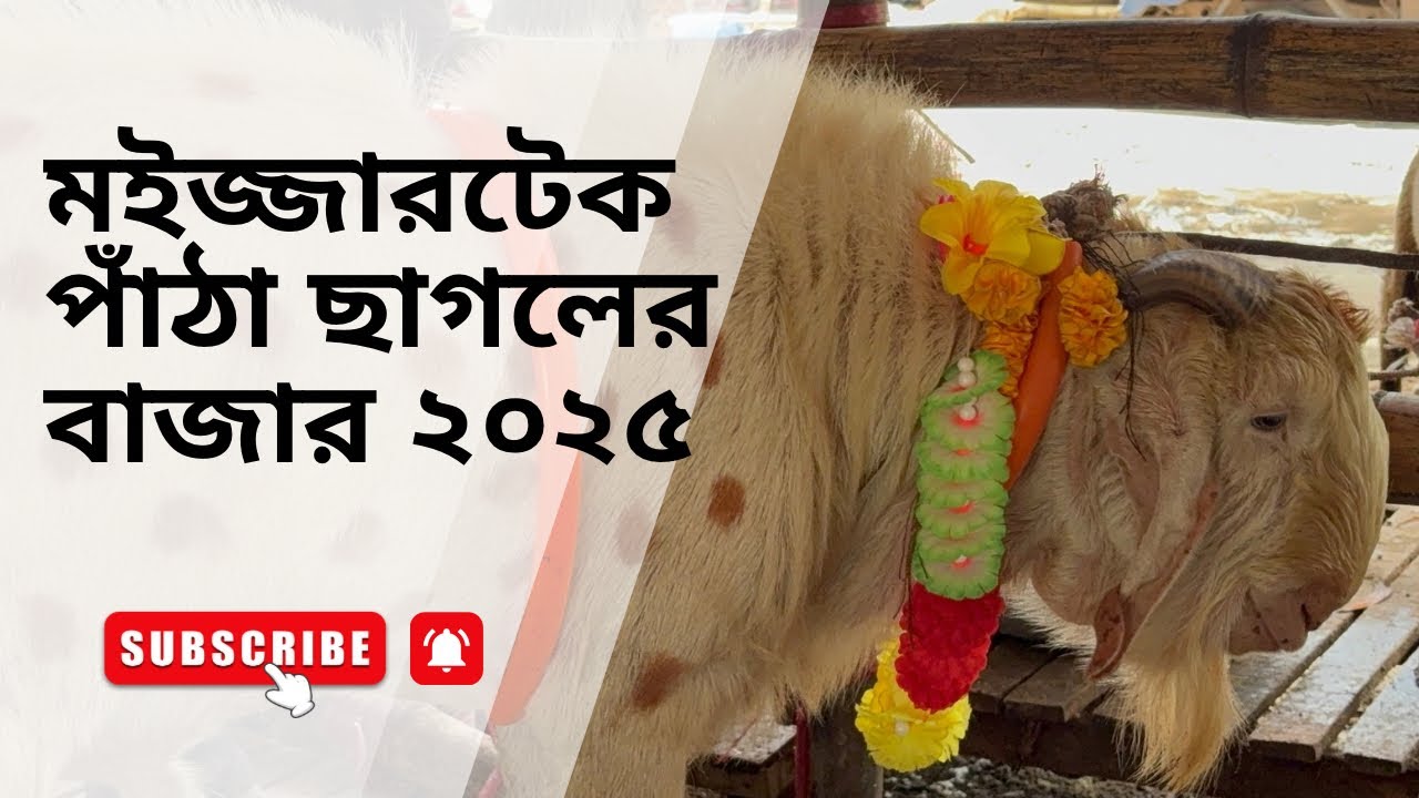 মইজ্জারটেক পাঁঠা ছাগলের বাজার ২০২৫ । দাম ও জাতের আপডেট | Goat Market Bangladesh