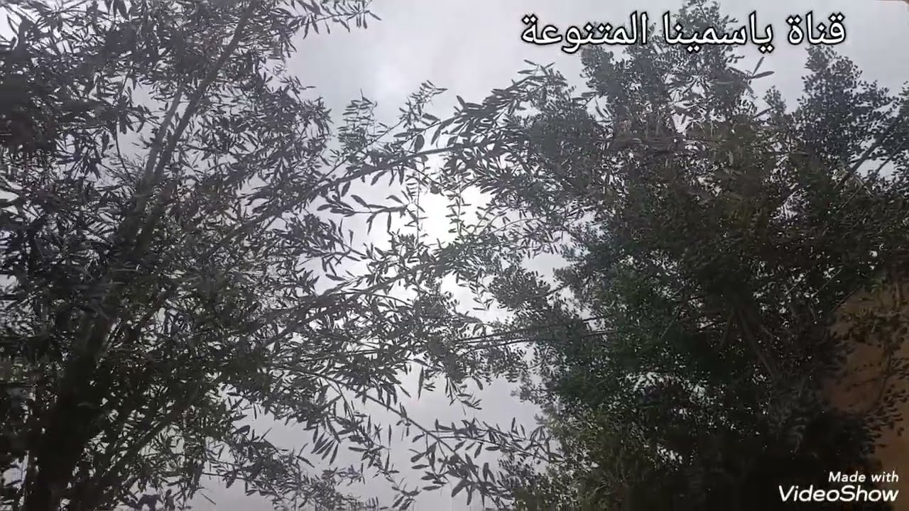 أجواء الصباح الممطرة مع الفنان سعيد ولد الحوات/said weld el lhawat 🎻🎤