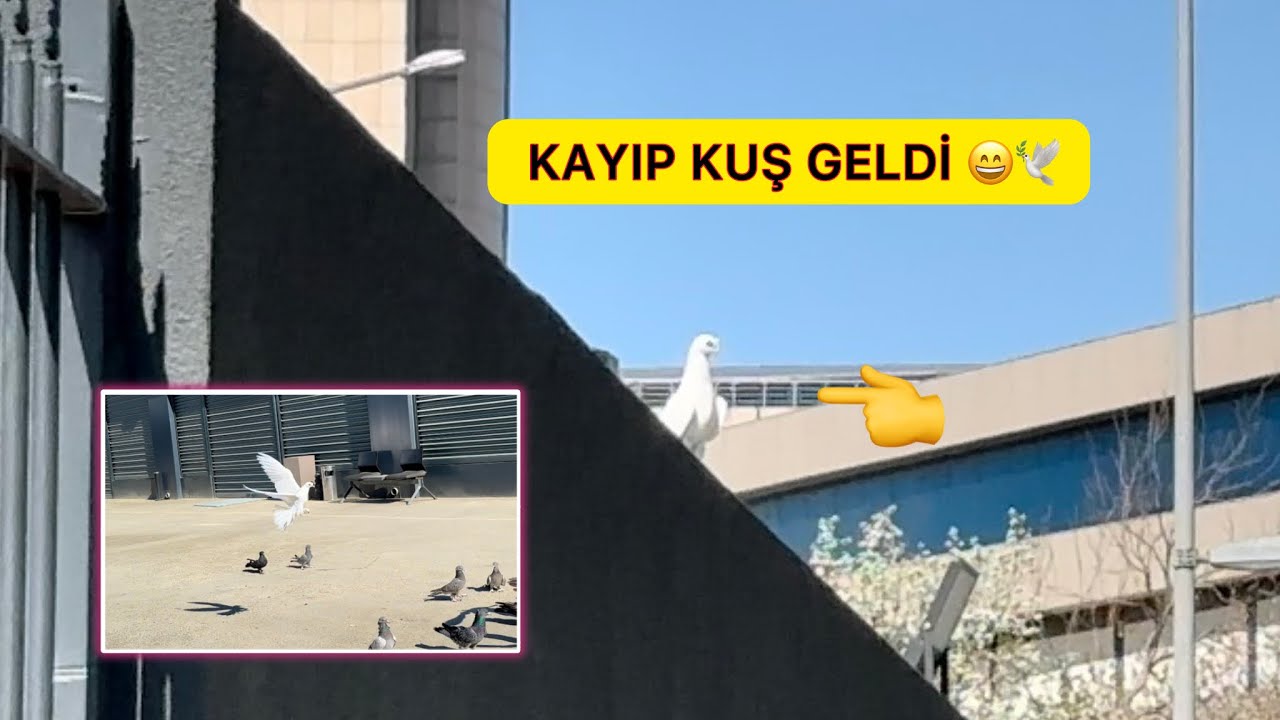 BAKIN KİM GELDİ 🕊️😄 KAYBOLAN KUŞUMUZ GELDİ ~ taklacı Güvercin Oyunkuşu Uçum
