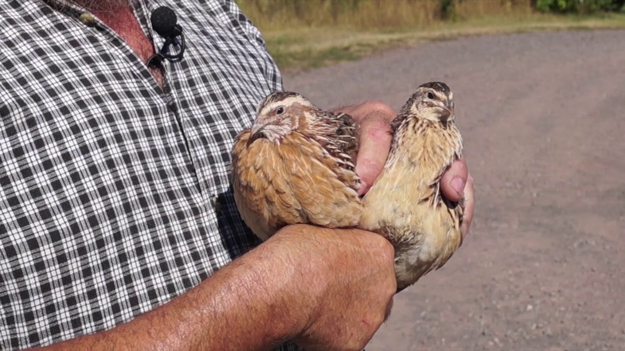Ferme Kégo Cailles, Cap-Saint-Ignace