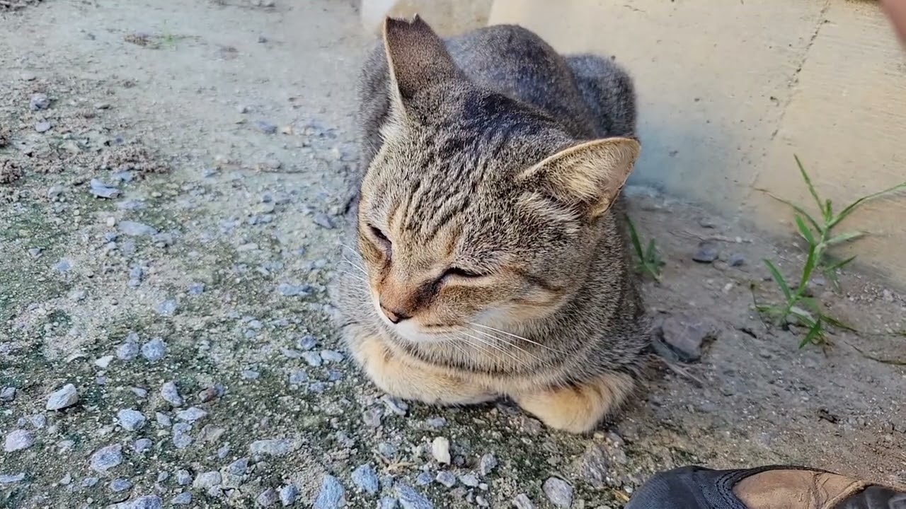 2025 10 13 さくら猫・地域猫④ みゅうちゃん