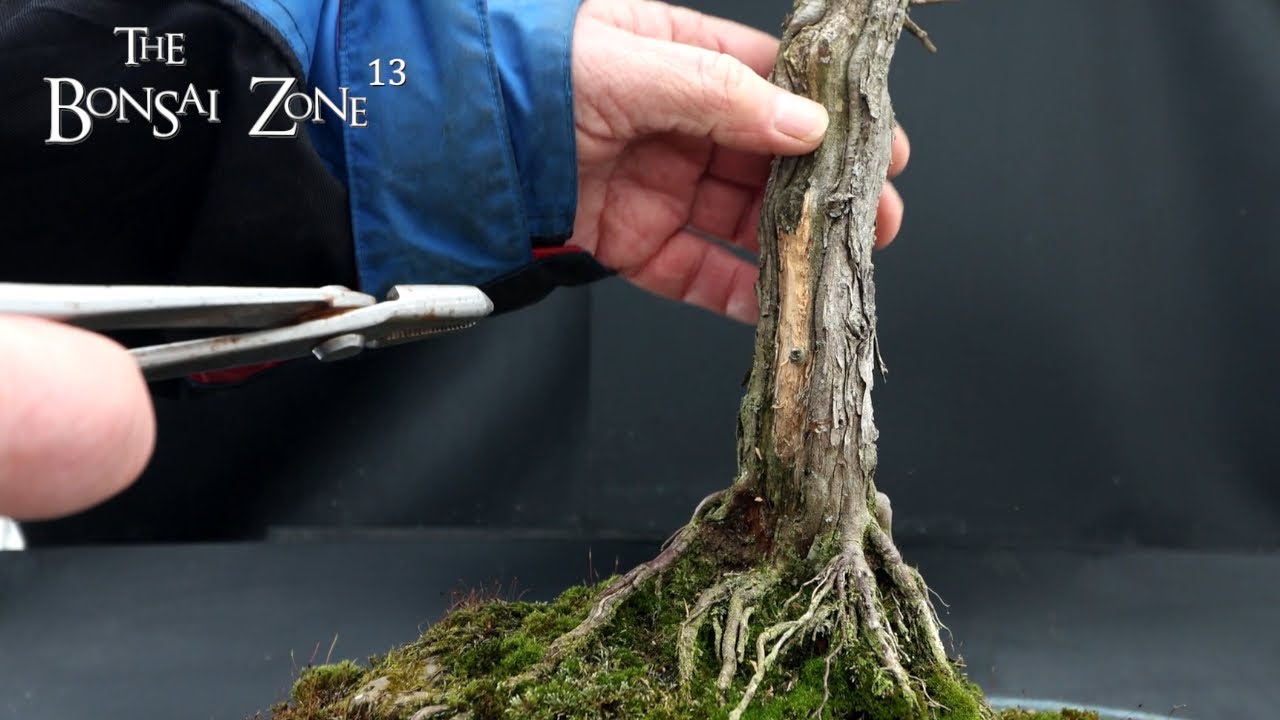 Winter Pruning My Witches Tree, The Bonsai Zone, Jan 2026