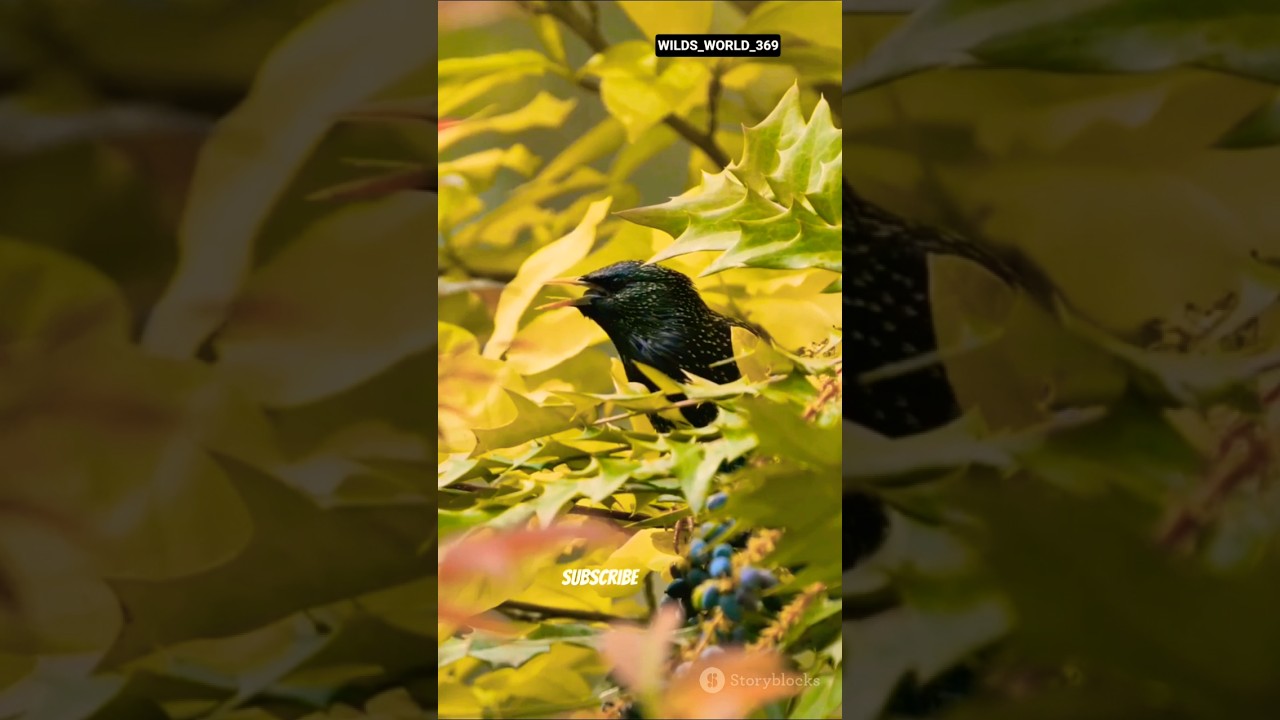 Обыкновенный гракл: блестящая черная птица 🐦✨ 
