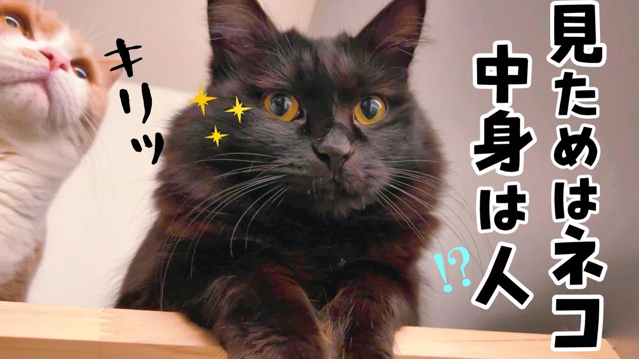 おしゃべりで知能が高すぎる黒猫モカの天才っぷりが愛しすぎた🐱　