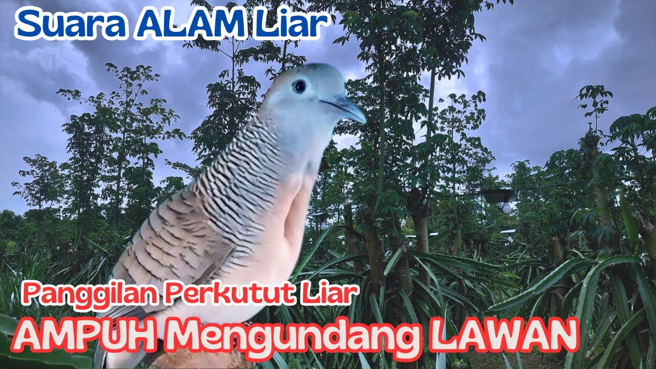 Perkutut Lokal Gacor Sambil Mandi Matahari ☀️