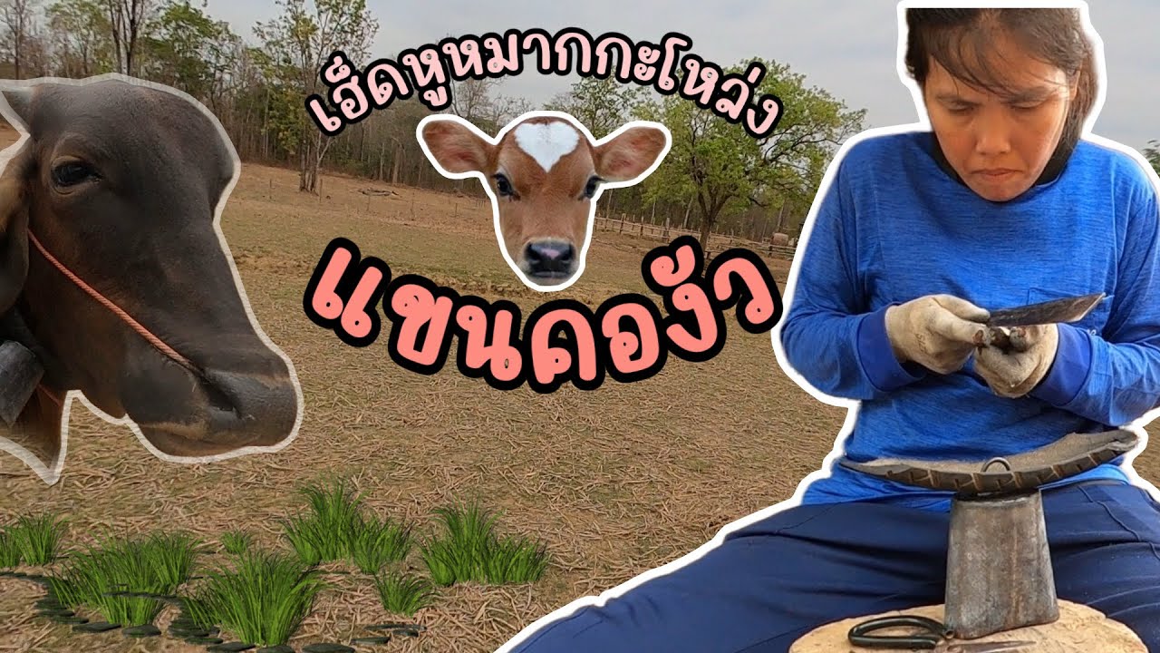เฮ็ดหมากกะโหล่งแขนคองัว #มาแรง #วัวบรามัน #annimals #cows