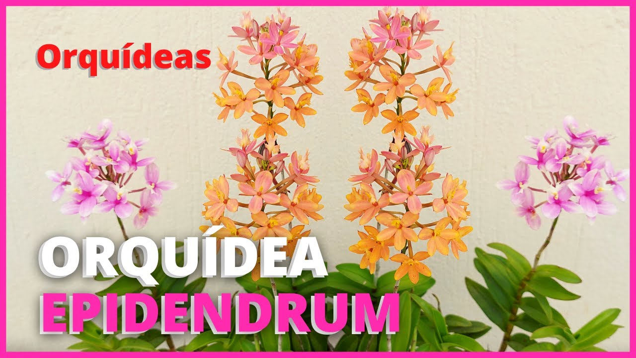 5 DICAS PARA TER SUCESSO NO CULTIVO DA ORQUÍDEA EPIDENDRUM | Tenha Epidendrum florida o ano inteiro!