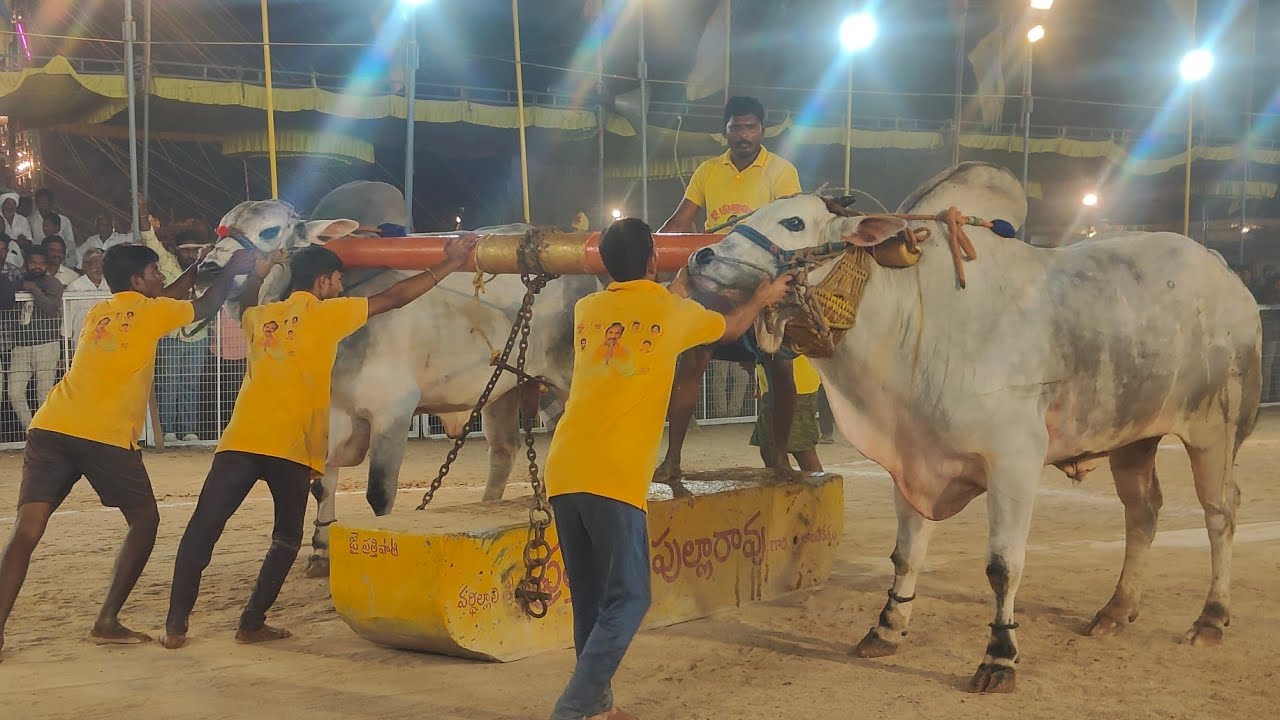 2026-చిలకలూరిపేట.సీనియర్స్.13వ జత.కట్టుబడి రోలిమేడం గారు అలగనూరు గ్రామం నంద్యాల జిల్లా