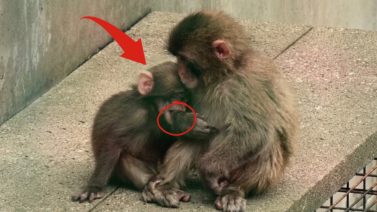 Punch Update Today The baby monkey bites Punch's hand, but he does THIS unthinkable thing to him!