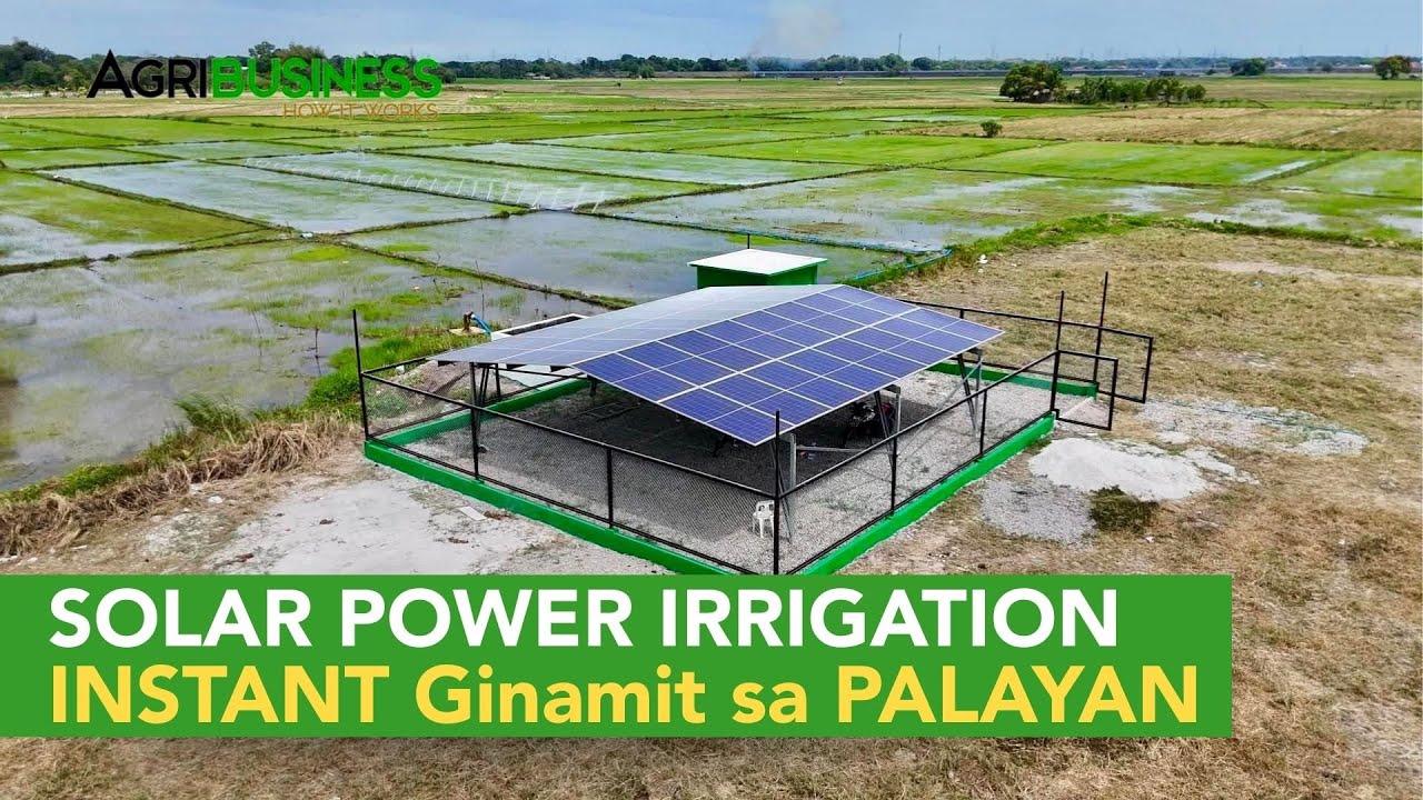 SOLAR POWER IRRIGATION: Instant Ginamit sa Palayan Using Sprinkler Irrigation Techniques!