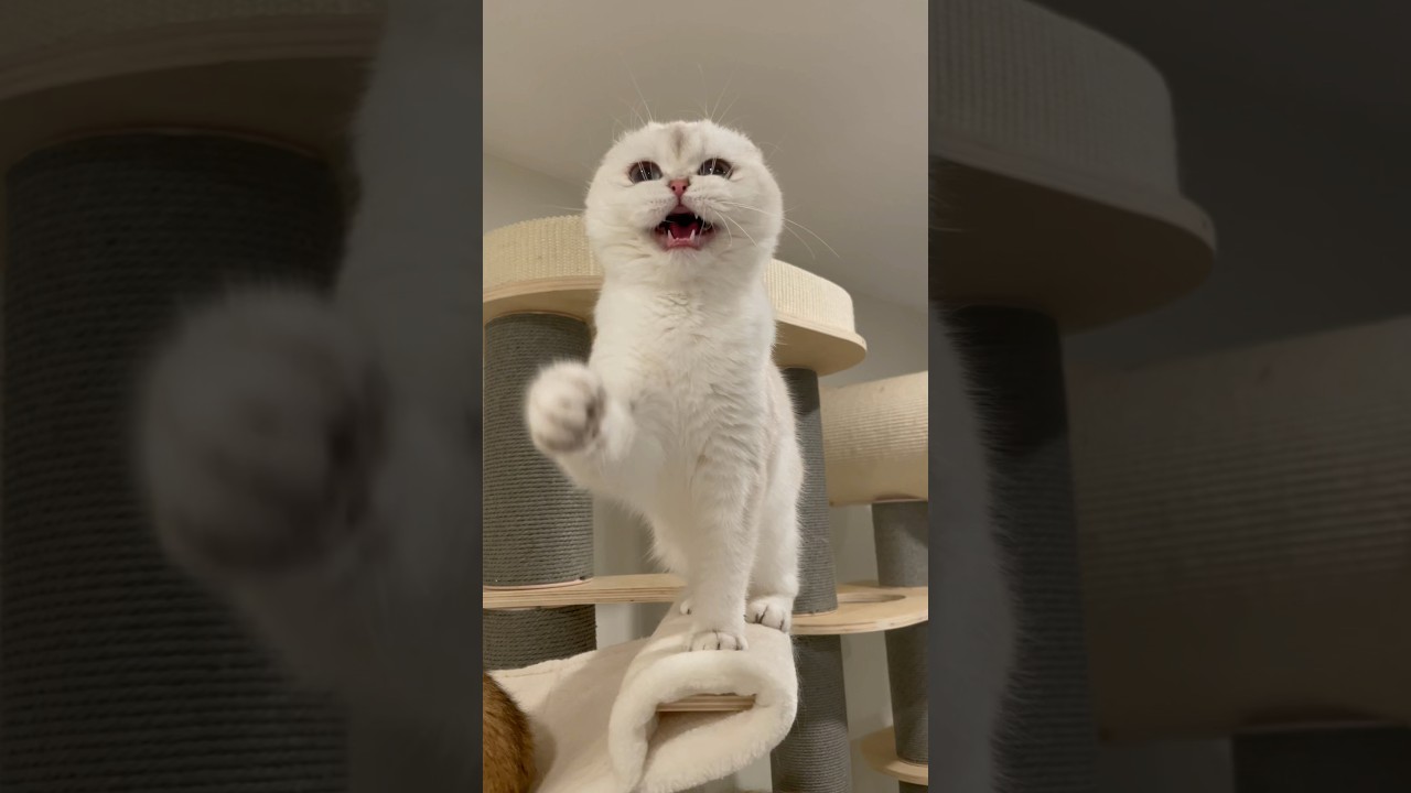 MEOWS from an earless cat. 🦭#scottishfold