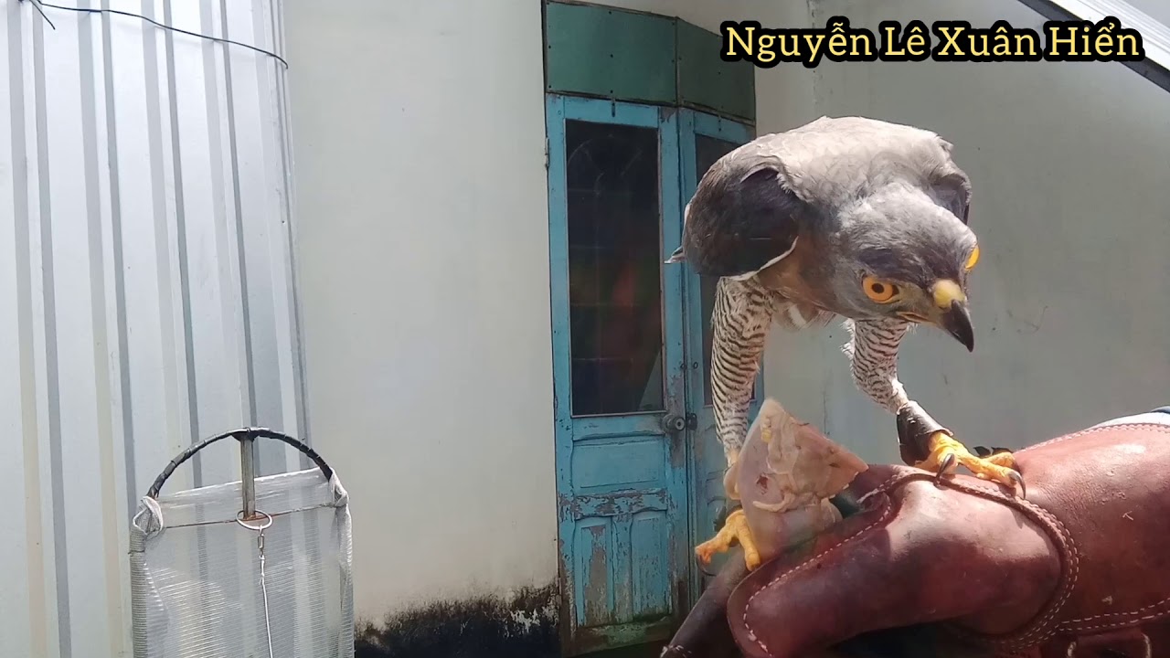 Cách huấn luyện chim ưng ấn bổi nhảy găng