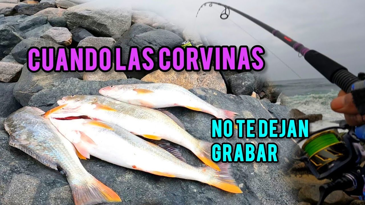 pesca de corvina ..solo2 señuelos
