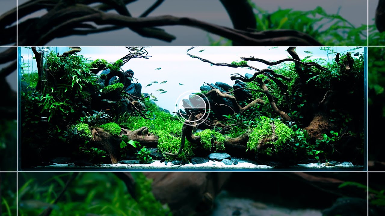 Gorgeous DWARF CICHLID Aquarium | 4K Cinematic