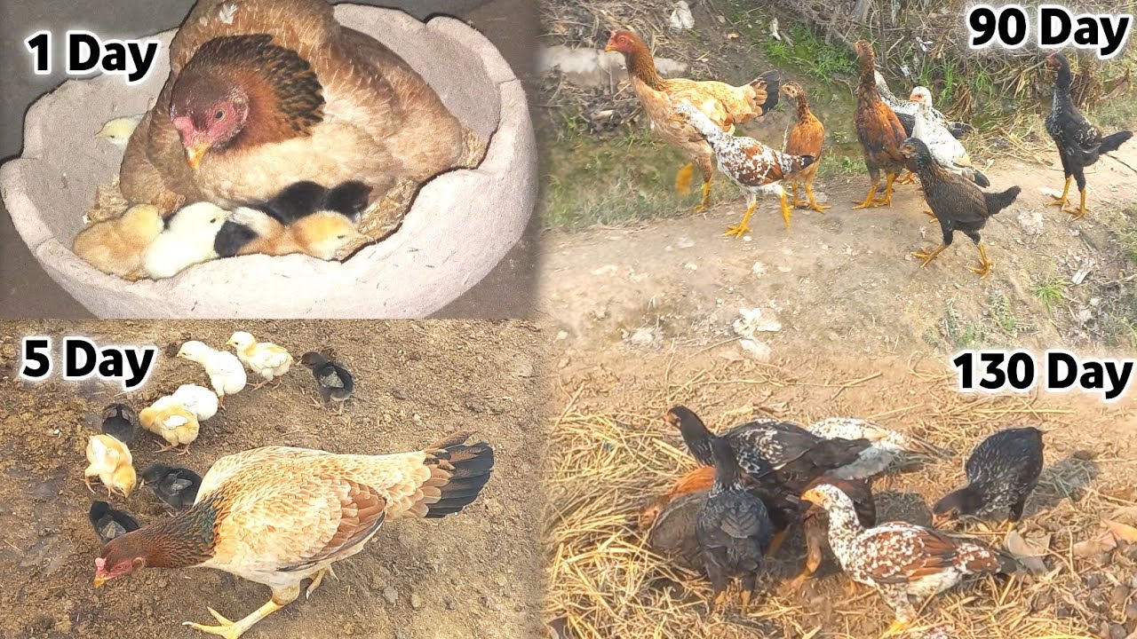 Aseel Chicks Growth Day By Day | 1 Day To 130 Days
