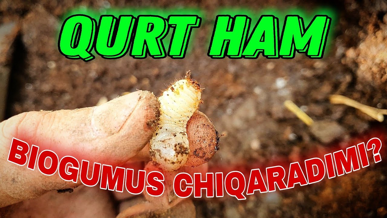 Qurtdan ham biogumus ishlab chiqarsa bo'ladimi? Chuvalchang
