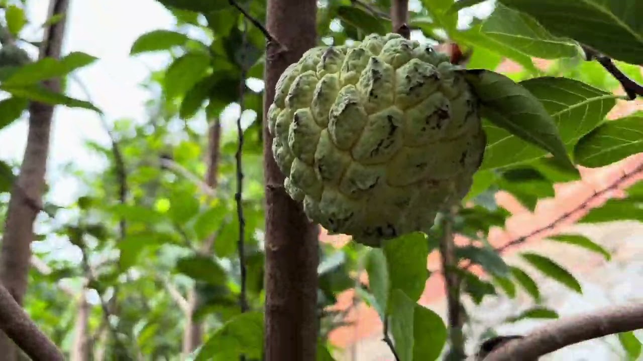 Como se chama essa fruta no seu estado?